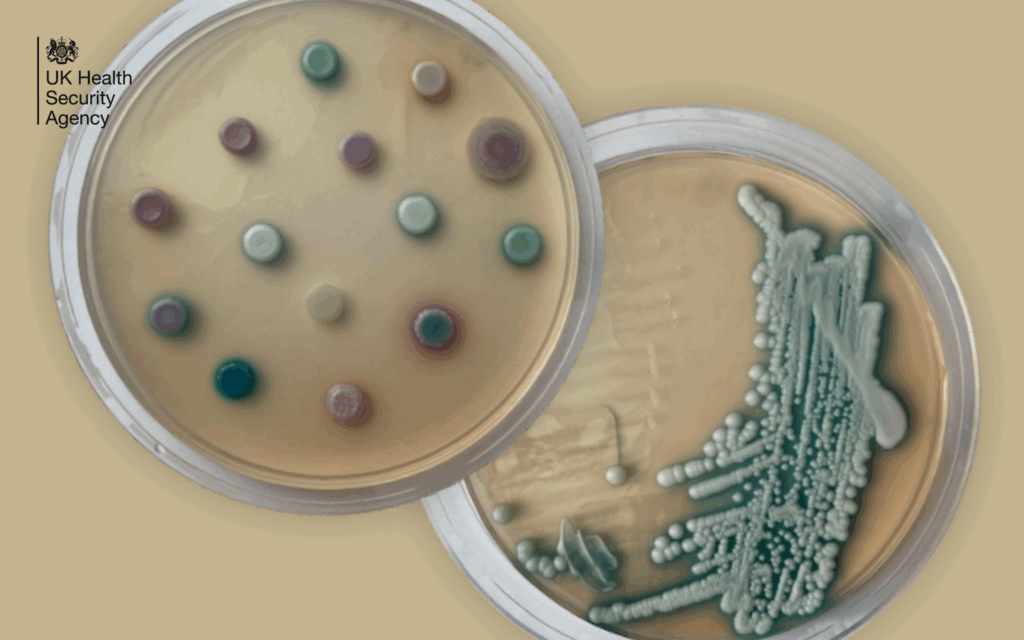 What is Candidozyma auris? Fungal pathogen...