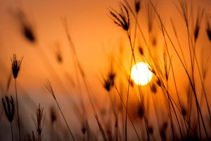 The Autoimmune Diet: Are You Missing...